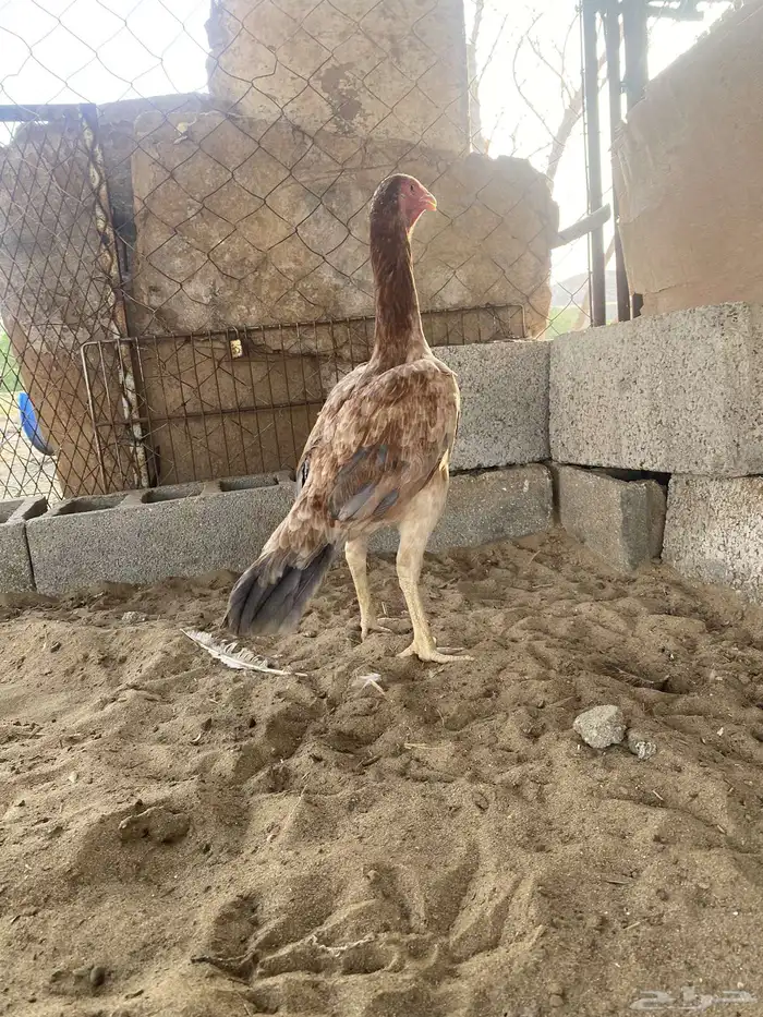 تم البيع 1