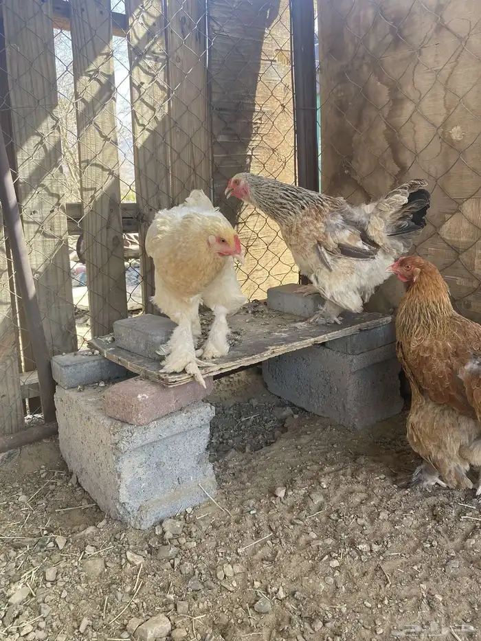 دجاج براهما 1