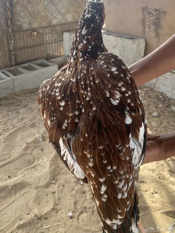 تم البيع 2