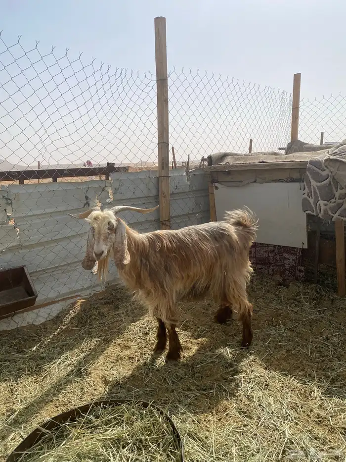 لبيع عنز حليب كفو 1