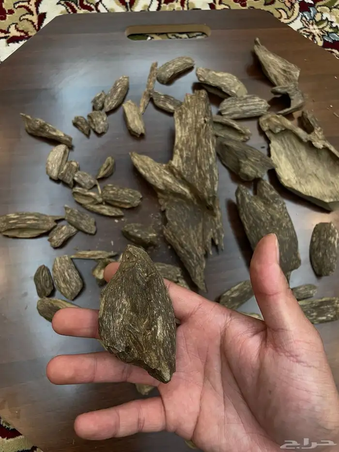 عود سومطري سوبر مرتفع 13