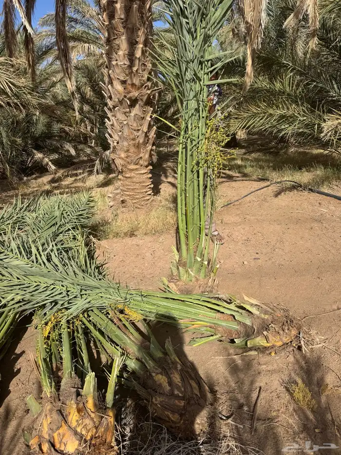 نخيل لبيع 4