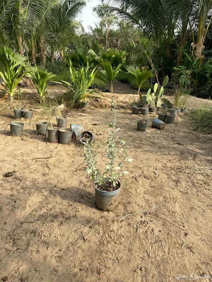 نباتات اشجار شجيرات مزرعة لتوريد اشجار الزينة 7