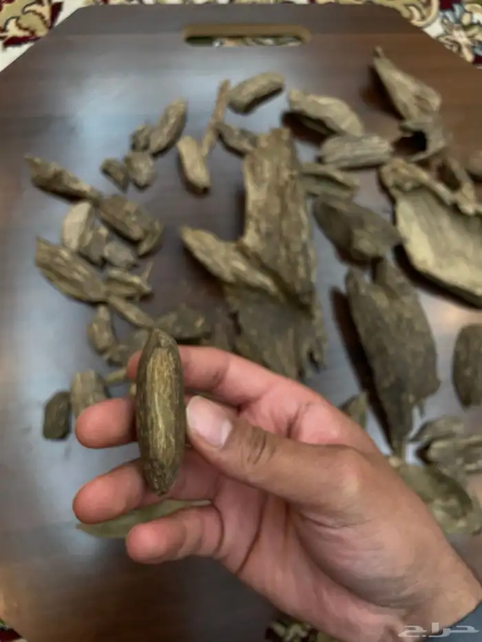 عود سومطري سوبر مرتفع 11