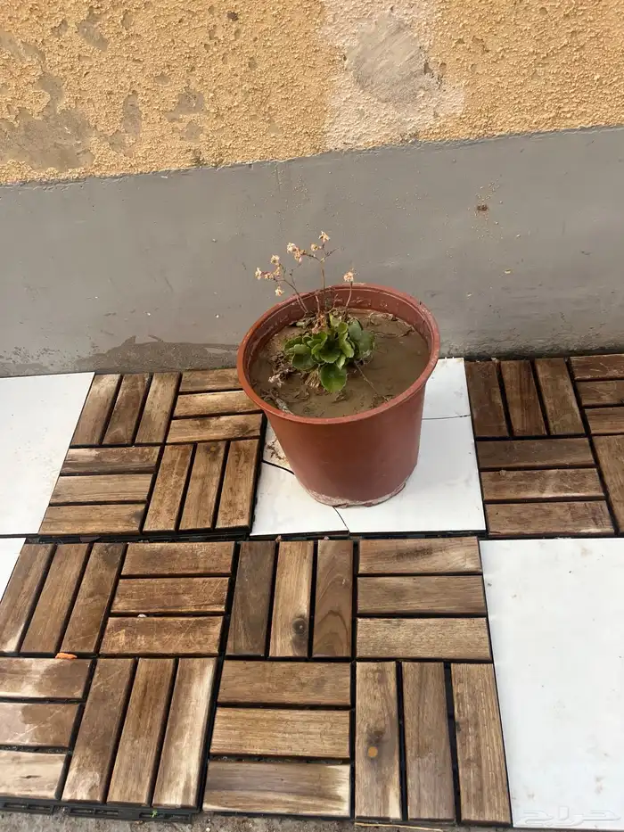 احواض زينه مزروعه 1