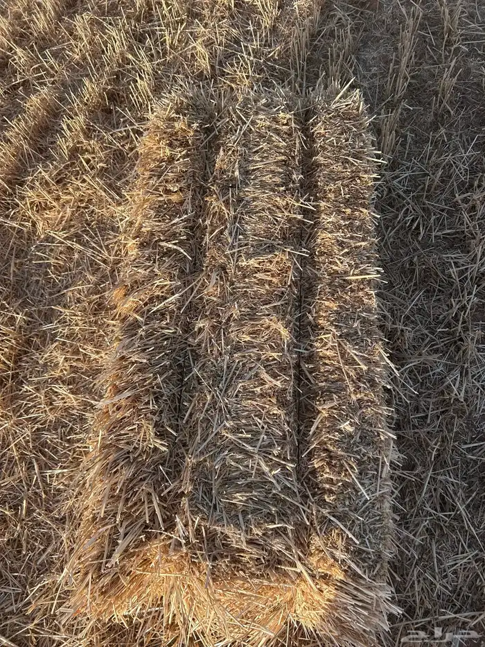 تبن بر ناعم جديد 0