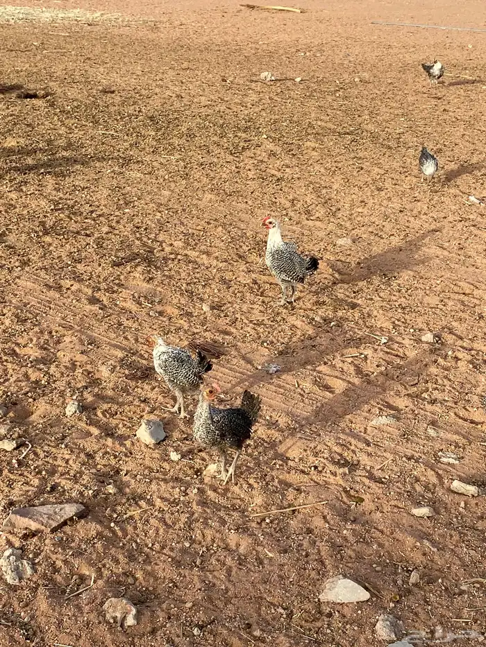 البيع دجاج فيومي 0