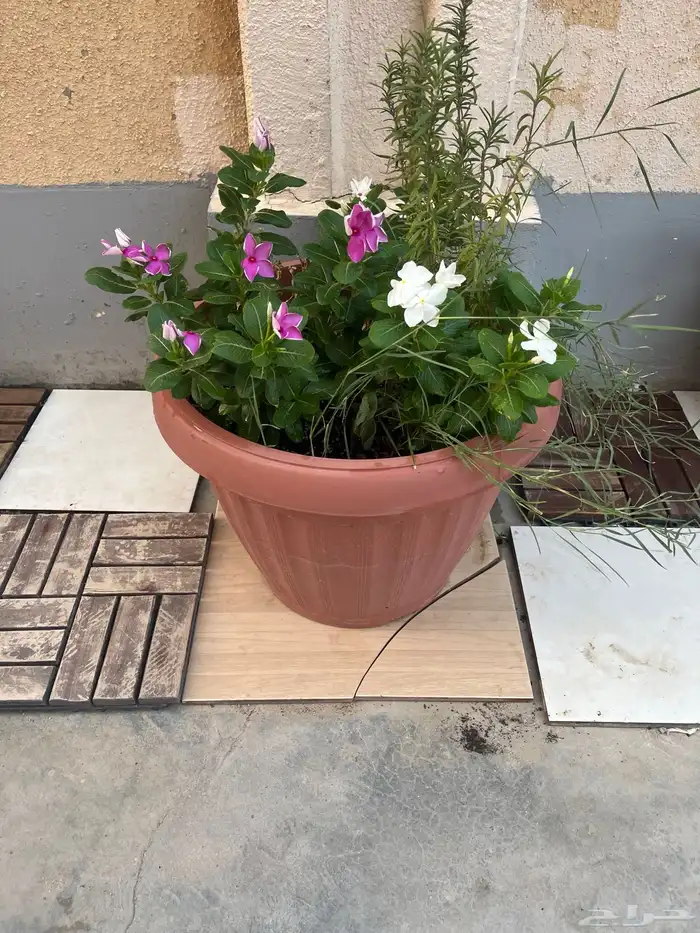 احواض زينه مزروعه 5