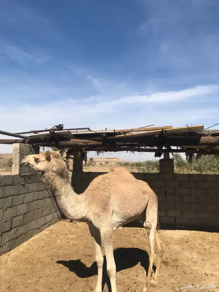 بكرة ابوها ولد شاهين الجهراء 2