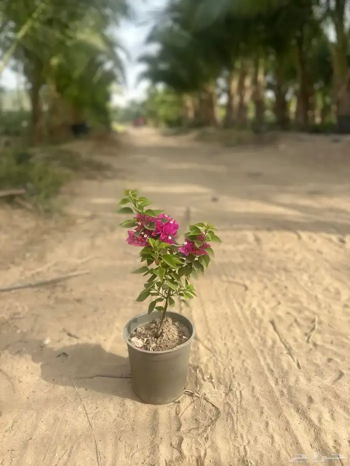 نباتات اشجار شجيرات مزرعة لتوريد اشجار الزينة 15