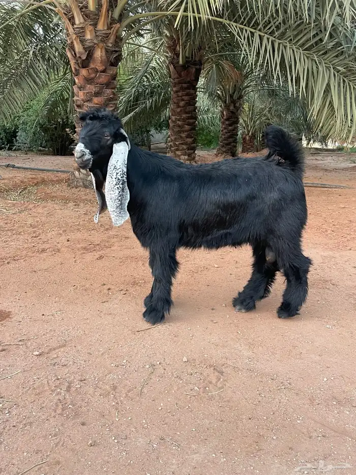 فحل تيس عارض فاخر 1