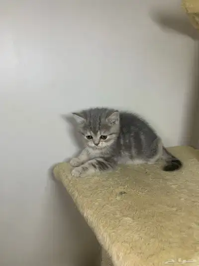 قطط سكوتش فولد وستريت 16