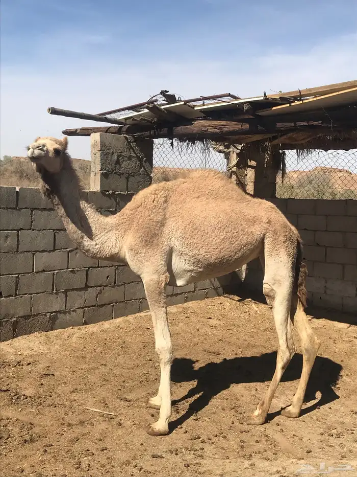 بكرة ابوها ولد شاهين الجهراء 1
