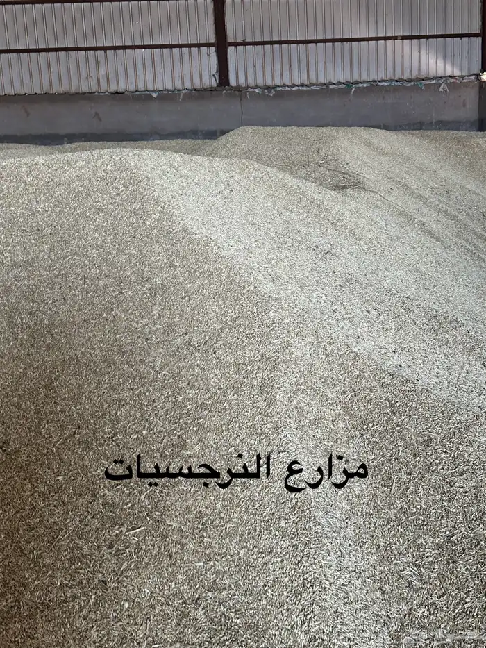 شعير سداسي نظيف للحلال 1
