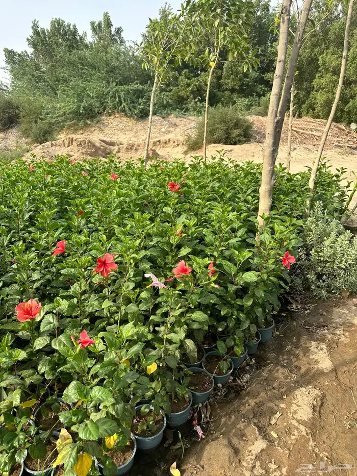 نباتات اشجار شجيرات مزرعة لتوريد اشجار الزينة 10