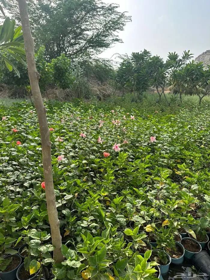 نباتات اشجار شجيرات مزرعة لتوريد اشجار الزينة 9