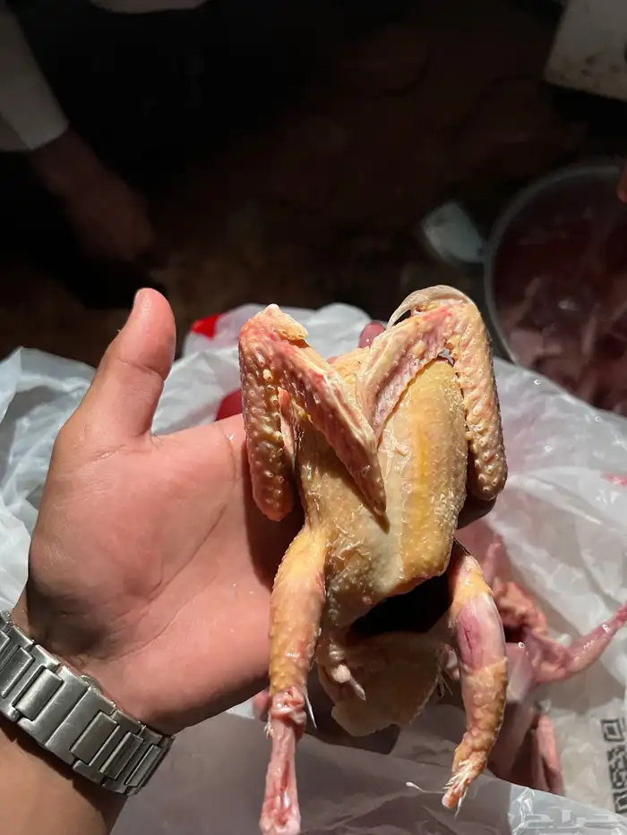 زغاليل سلفر 2