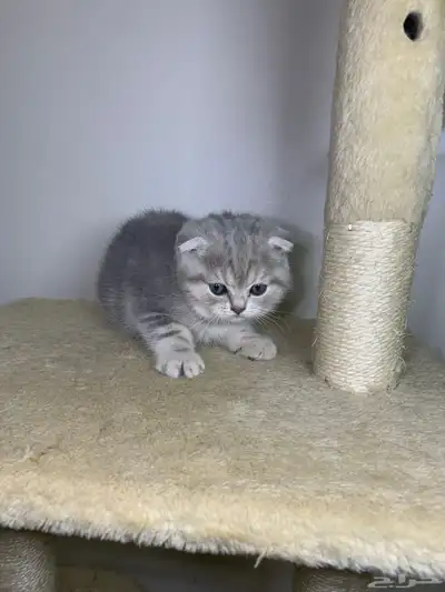 قطط سكوتش فولد وستريت 8