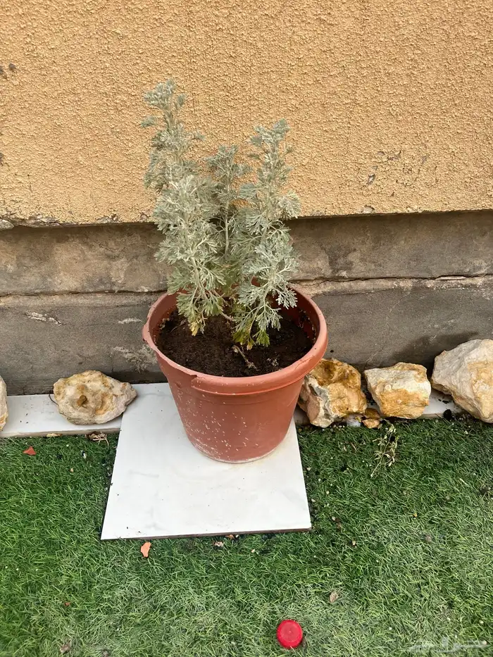 احواض زينه مزروعه 6