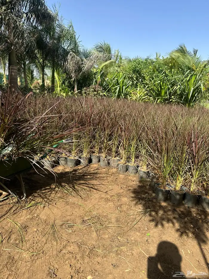 نباتات اشجار شجيرات مزرعة لتوريد اشجار الزينة 16