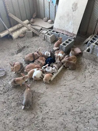 ارانب احجام عملاقه 0