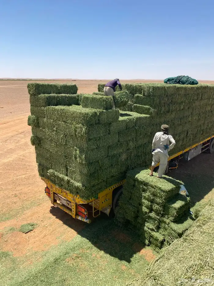 برسيم صافي شد متر 2