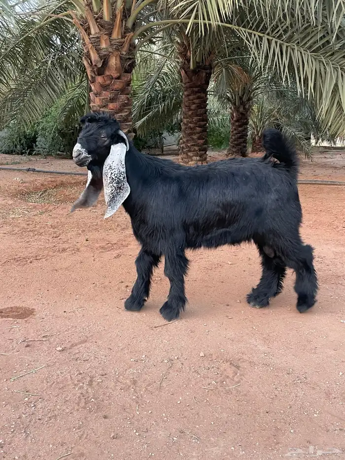 فحل تيس عارض فاخر 0