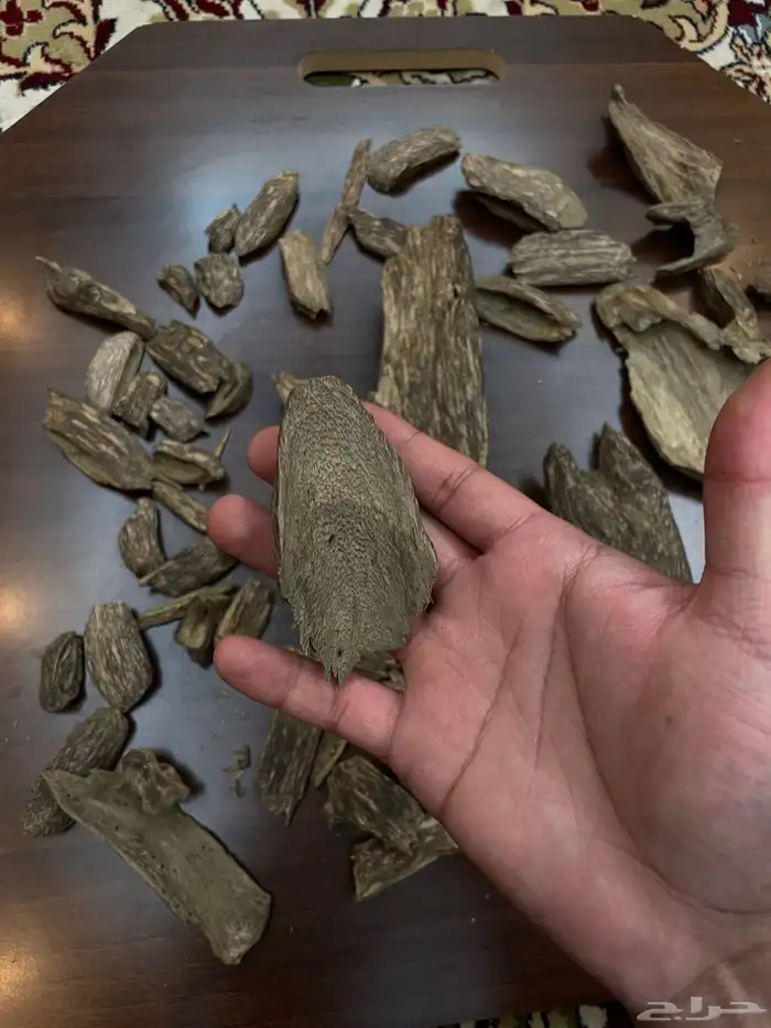 عود سومطري سوبر مرتفع 12
