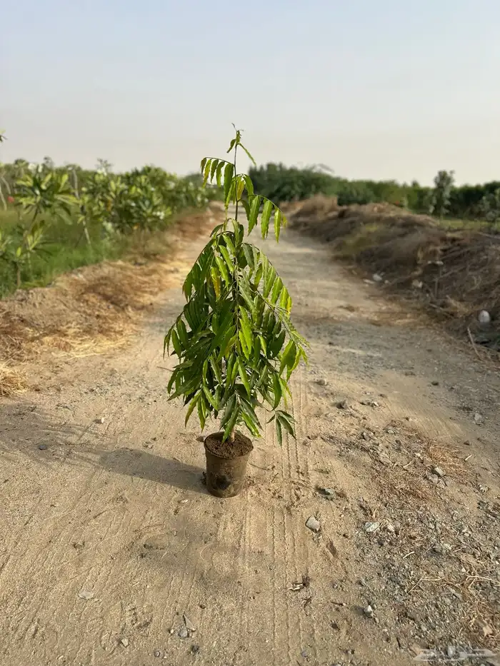 نباتات اشجار شجيرات مزرعة لتوريد اشجار الزينة 2