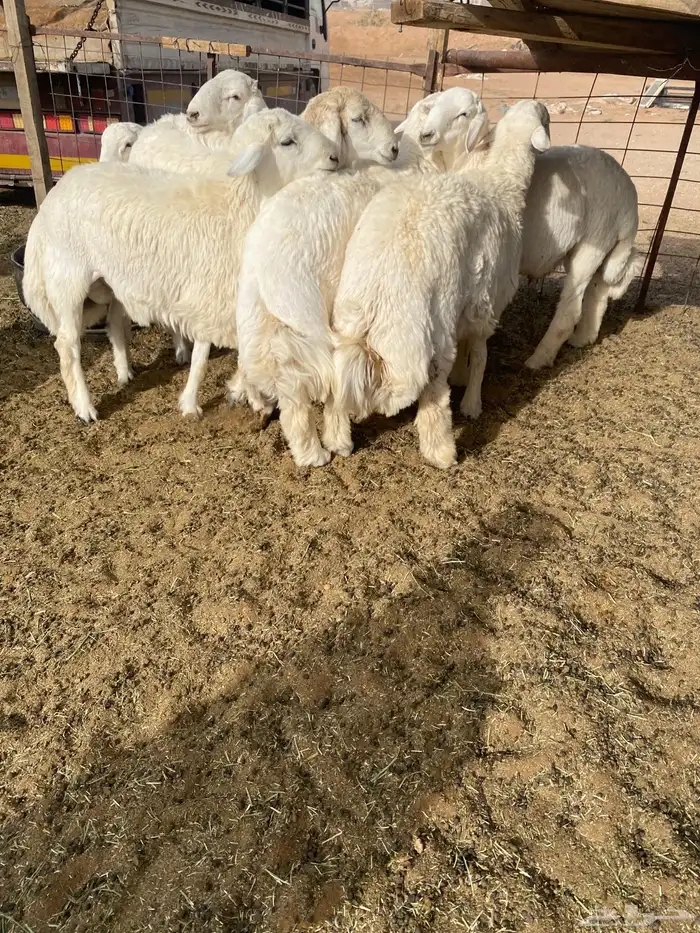 ذبايح طليان حري خروف جبر مفطح ثلاجه ذبيحه توصيل 0
