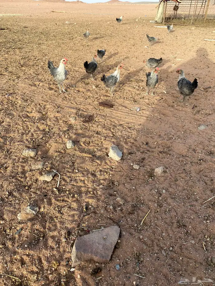 البيع دجاج فيومي 1