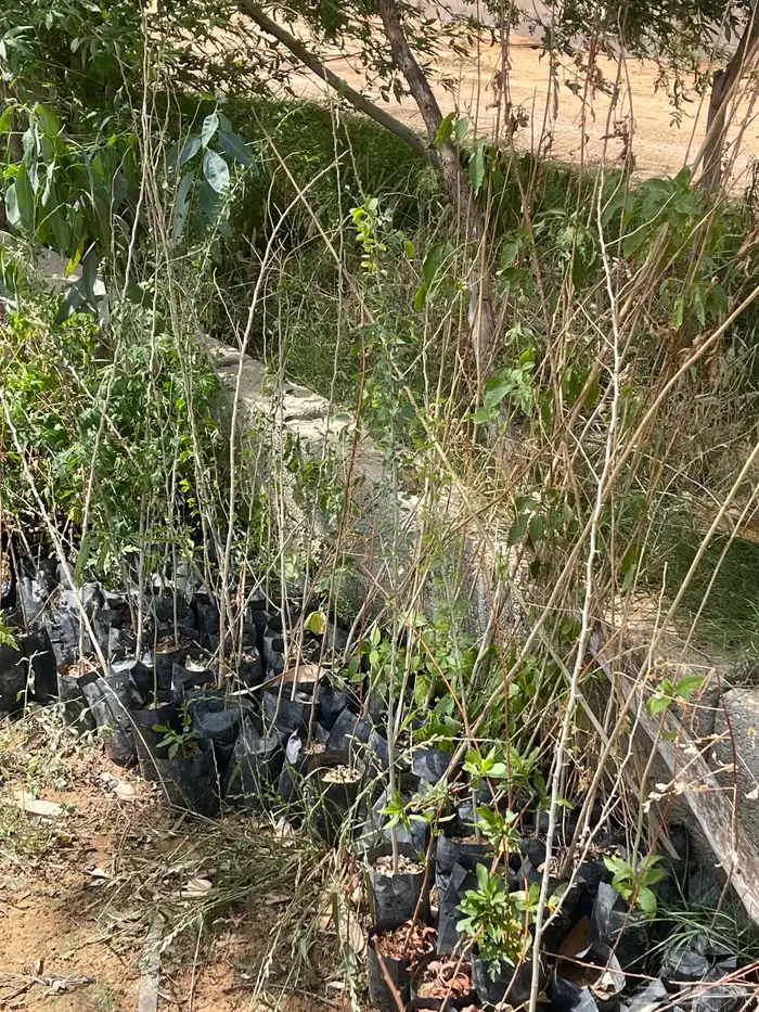 شتلات اثل وشوكيات منوعه 1