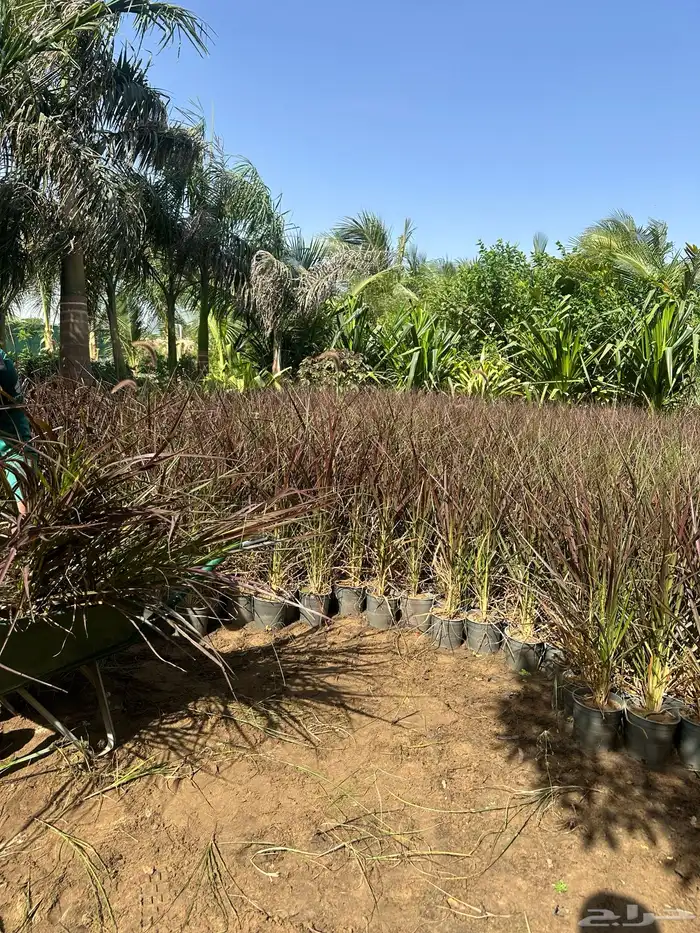 نباتات اشجار شجيرات مزرعة لتوريد اشجار الزينة 18