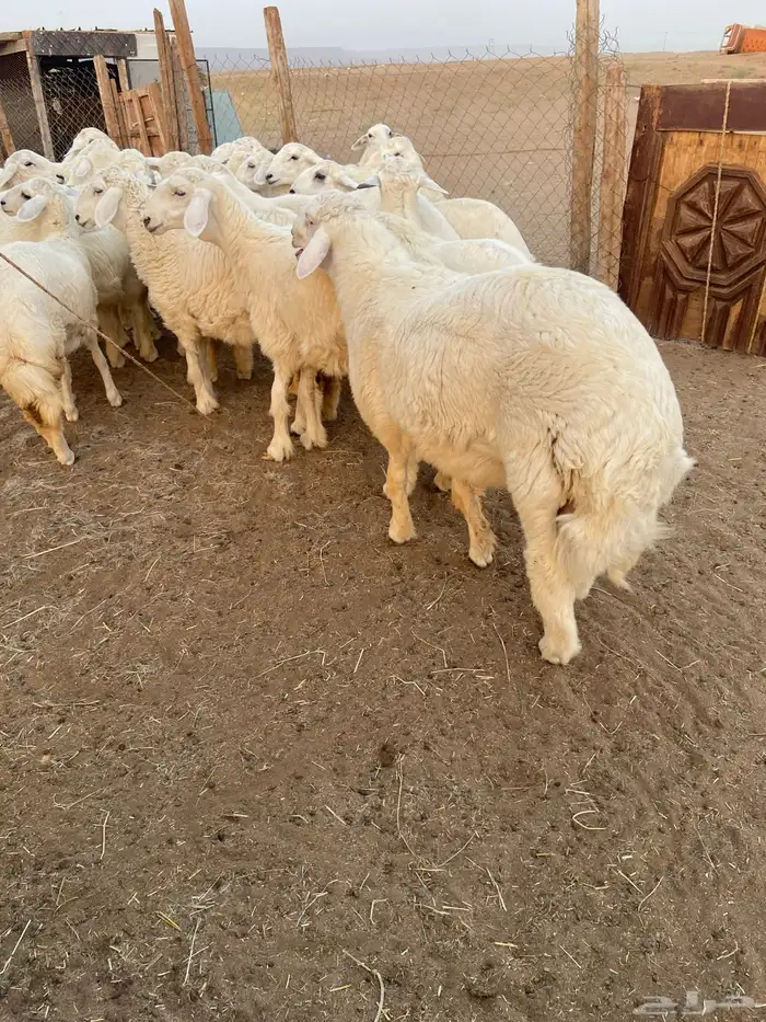 اضاحي حجز للعيد (تفريد) تم البيع 1