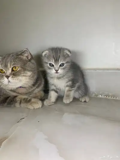 قطط سكوتش فولد وستريت 2