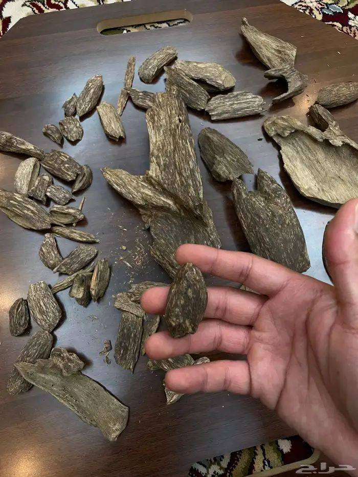 عود سومطري سوبر مرتفع 9