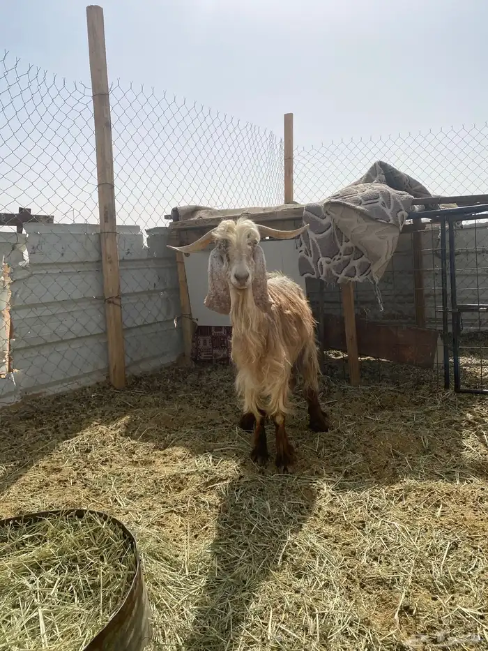 لبيع عنز حليب كفو 0