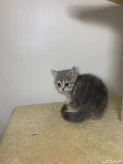 قطط سكوتش فولد وستريت 17