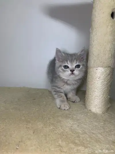 قطط سكوتش فولد وستريت 10