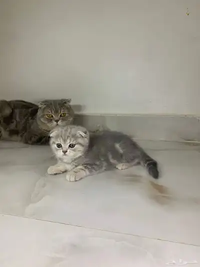 قطط سكوتش فولد وستريت 7