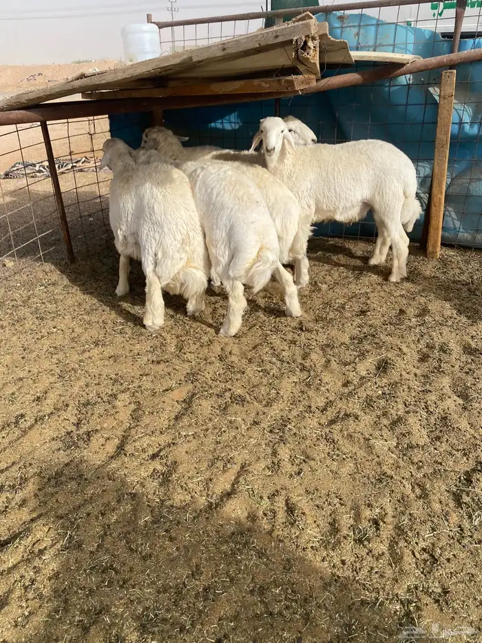 ذبايح طليان حري خروف جبر مفطح ثلاجه ذبيحه توصيل 3