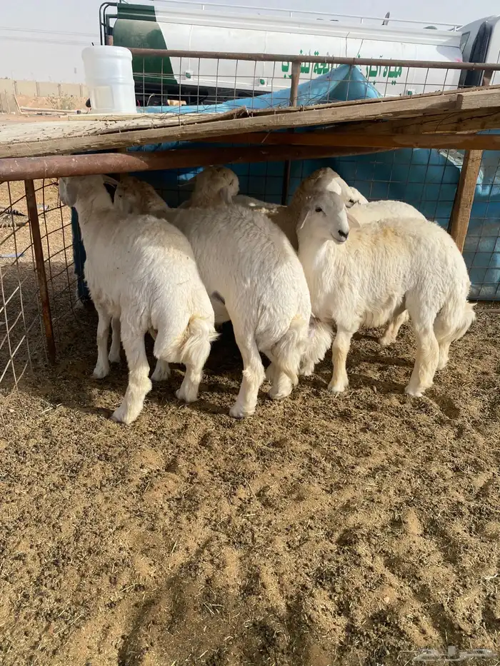 ذبايح طليان حري خروف جبر مفطح ثلاجه ذبيحه توصيل 2