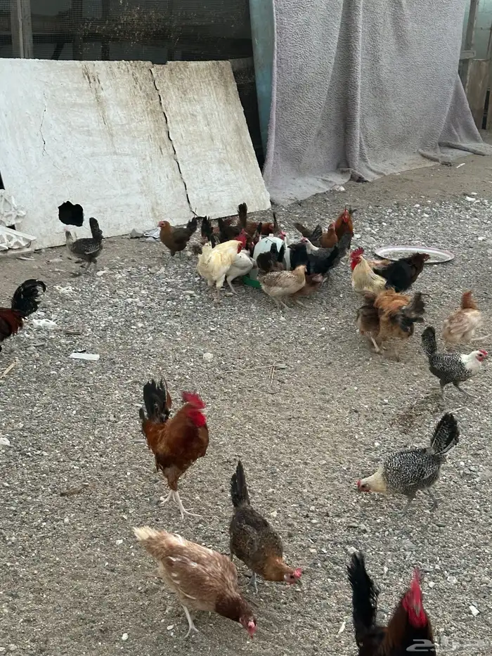 دجاج بلدي بياض شرط للبيع العدد 350 2