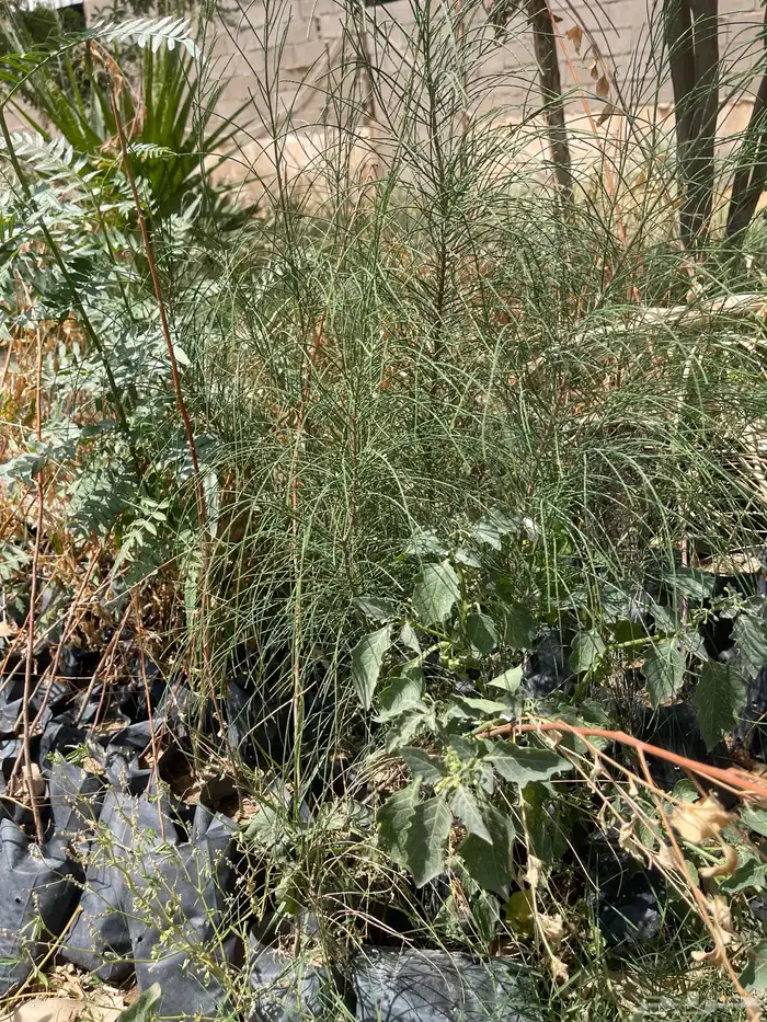 شتلات اثل وشوكيات منوعه 0