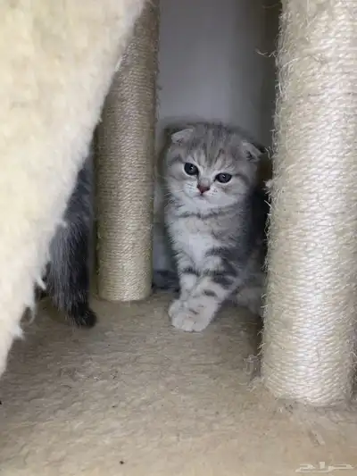 قطط سكوتش فولد وستريت 1