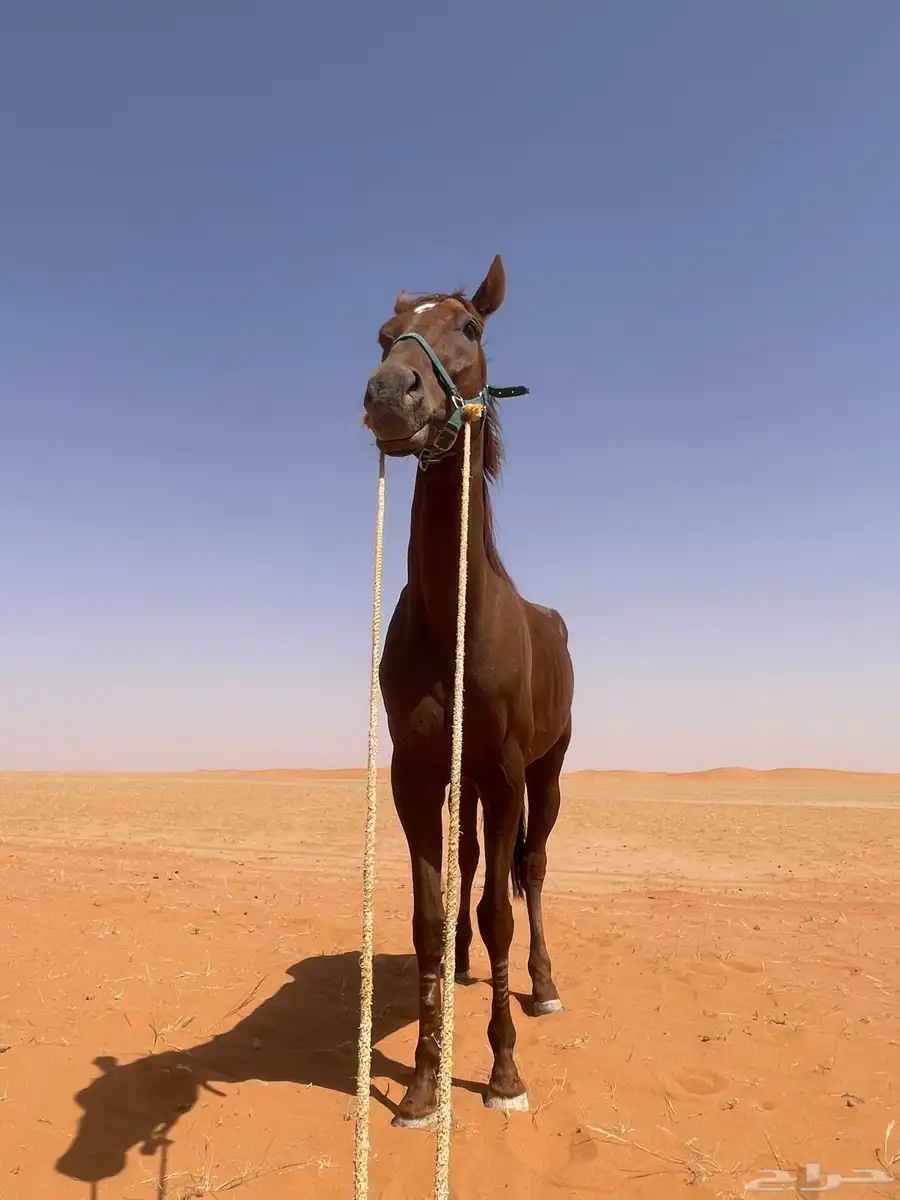 فرس انقليزيه هاديه عمره 8 يركبه الصغير والكبير 8