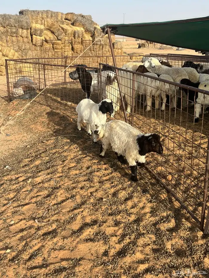 بهم طيب جدا عمره أربع شهور 0