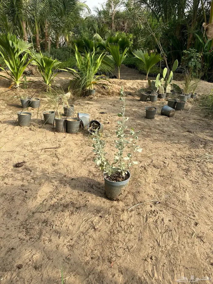 نباتات اشجار شجيرات مزرعة لتوريد اشجار الزينة 11