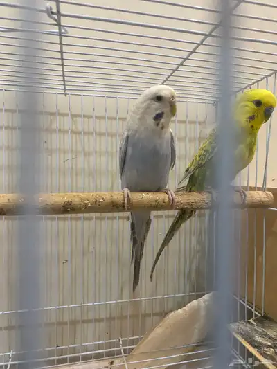 بادجي انقليزي 2