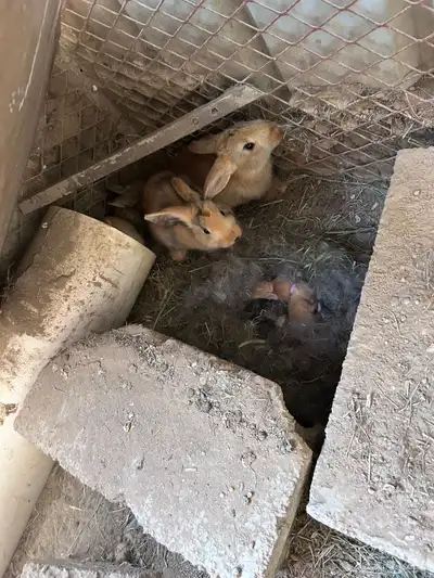 ارانب احجام عملاقه 4